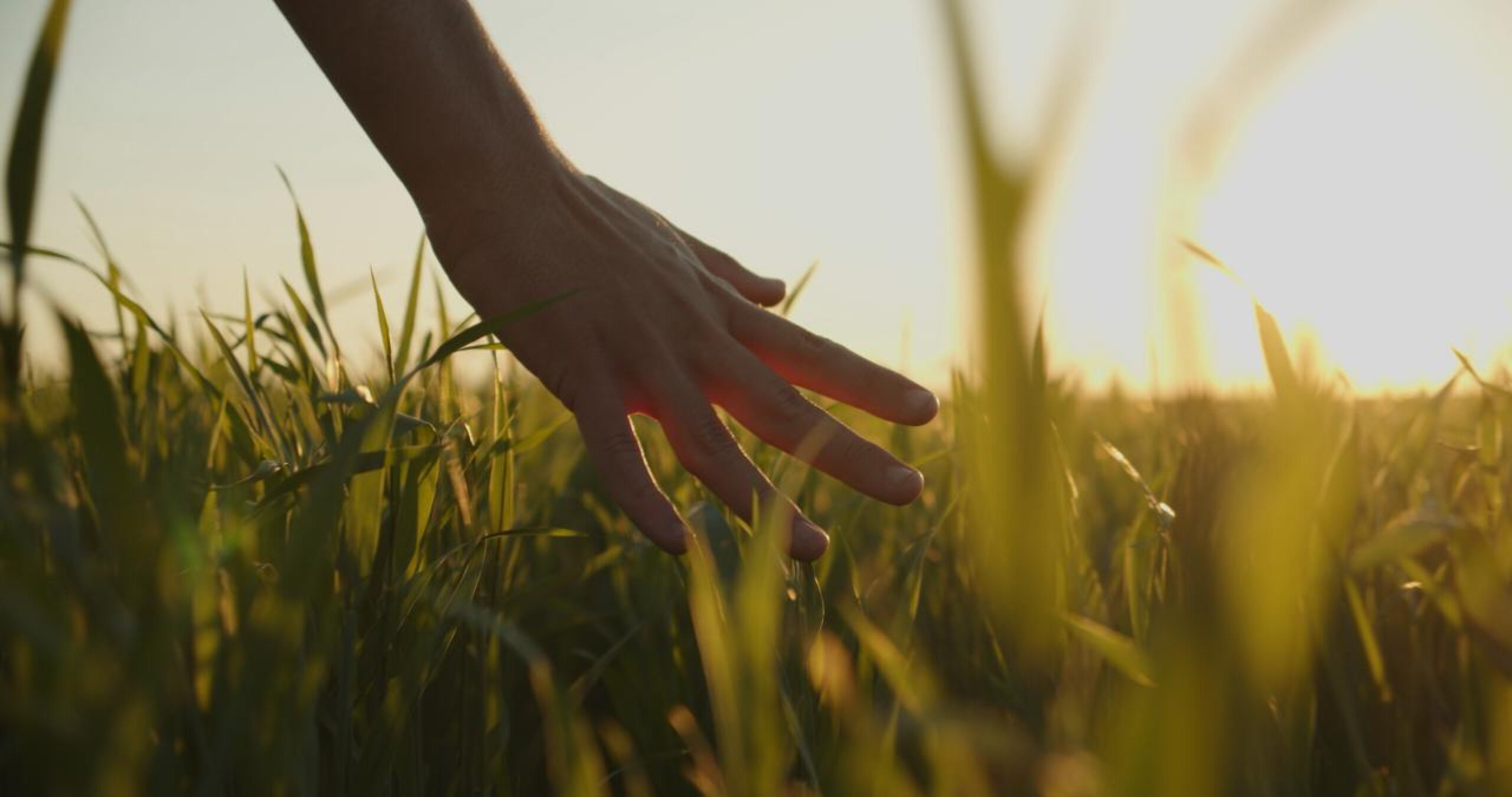 About a Gentler Way Blog Roman Irlin Peaceful Green Grass Nature